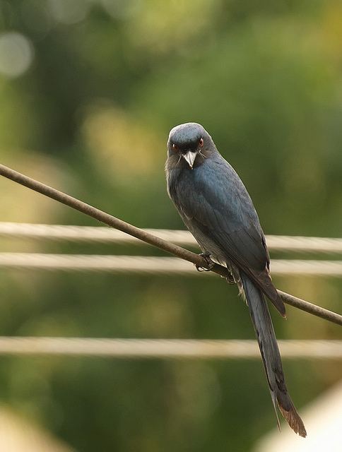 สีสันสัตว์โลก (นก)