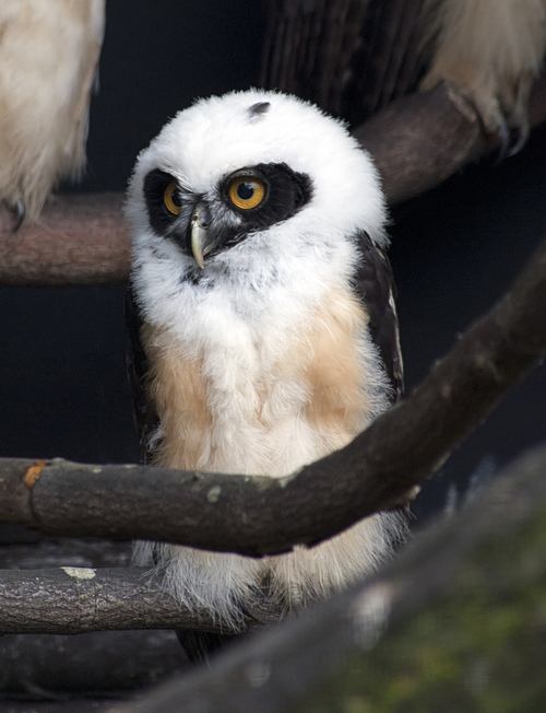 สีสันสัตว์โลก (นก)