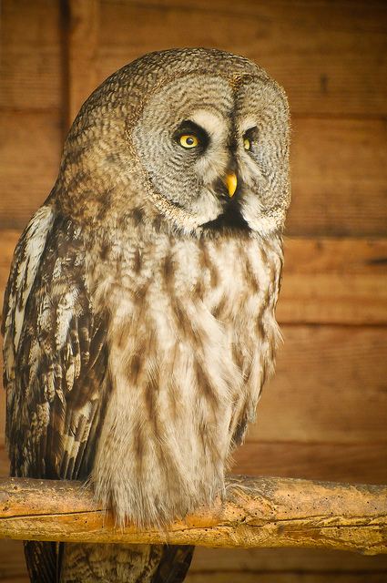 สีสันสัตว์โลก (นก)