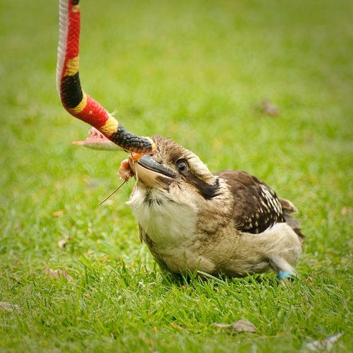 สีสันสัตว์โลก (นก)