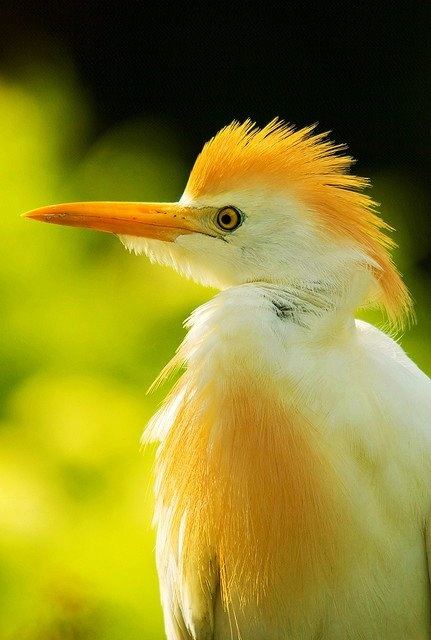 สีสันสัตว์โลก (นก)