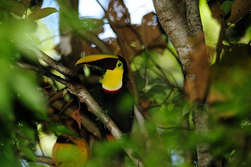 สีสันสัตว์โลก (นก)