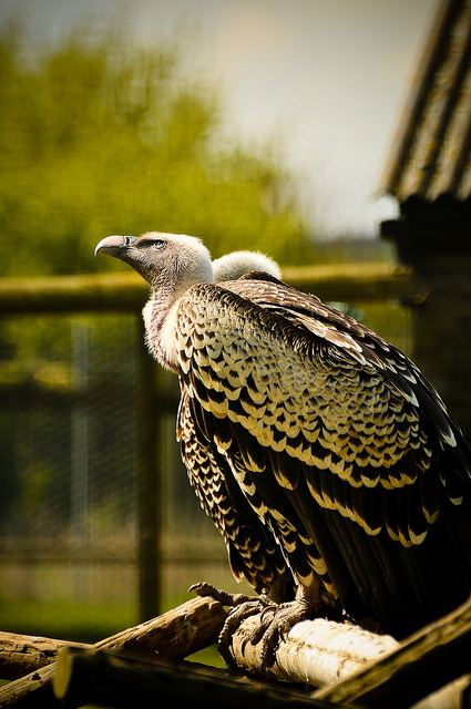 สีสันสัตว์โลก (นก)