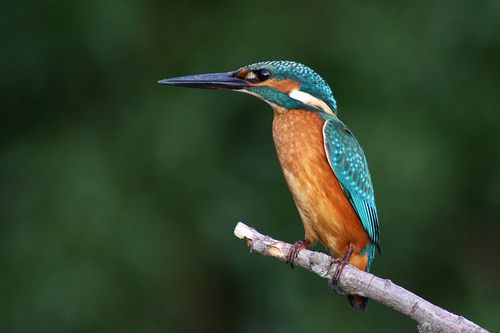 สีสันสัตว์โลก (นก)