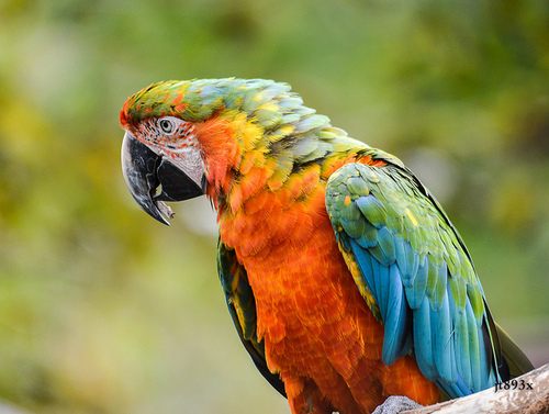 สีสันสัตว์โลก (นก)