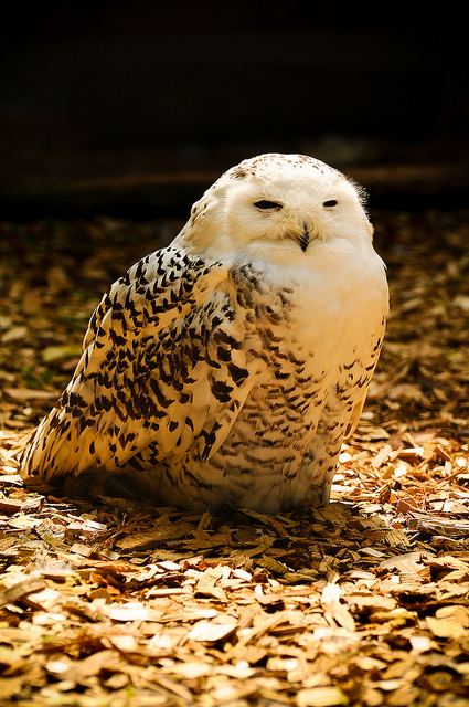 สีสันสัตว์โลก (นก)