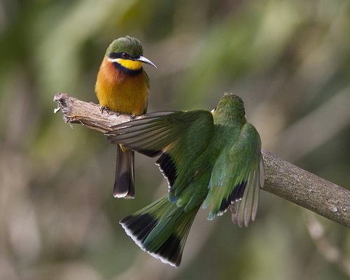 สีสันสัตว์โลก (นก)