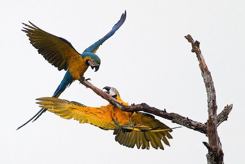 สีสันสัตว์โลก (นก)