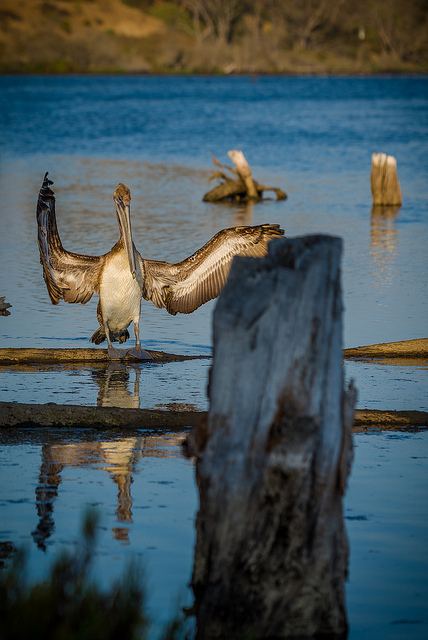 สีสันสัตว์โลก (นก)