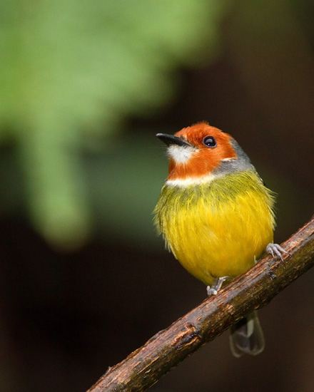 สีสันสัตว์โลก (นก)