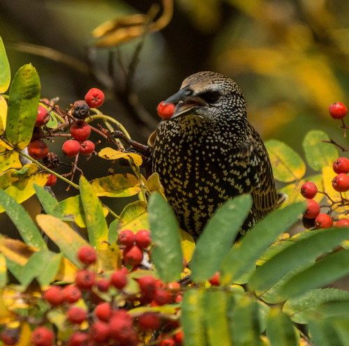 สีสันสัตว์โลก (นก)