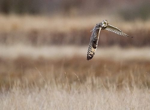 สีสันสัตว์โลก (นก)