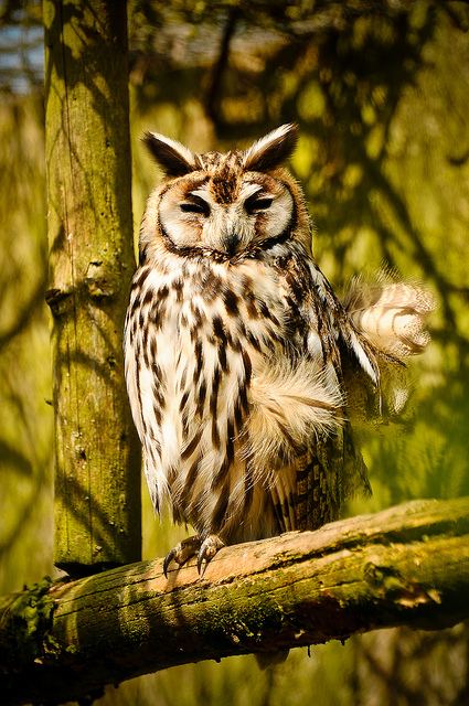 สีสันสัตว์โลก (นก)