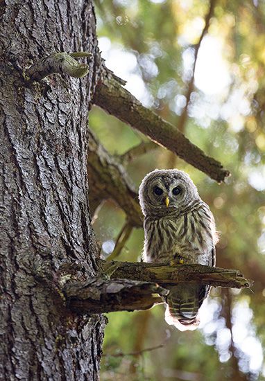 สีสันสัตว์โลก (นก)