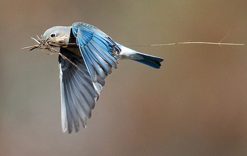 สีสันสัตว์โลก (นก)