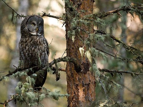 สีสันสัตว์โลก (นก)