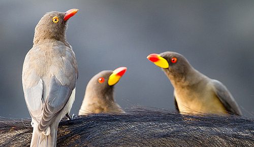 สีสันสัตว์โลก (นก)