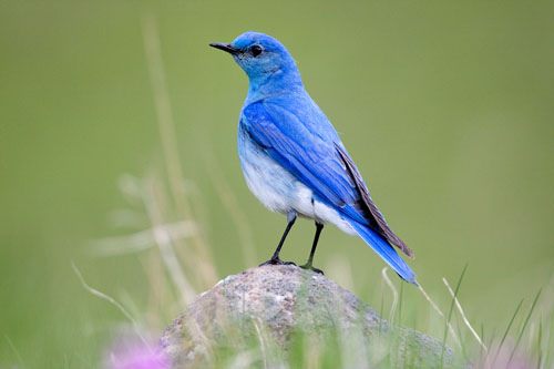 สีสันสัตว์โลก (นก)