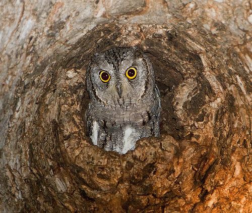 สีสันสัตว์โลก (นก)