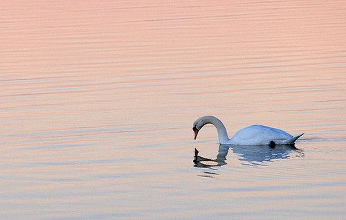 สีสันสัตว์โลก (นก)