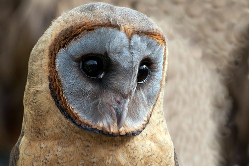 สีสันสัตว์โลก (นก)