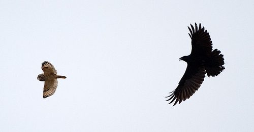 สีสันสัตว์โลก (นก)