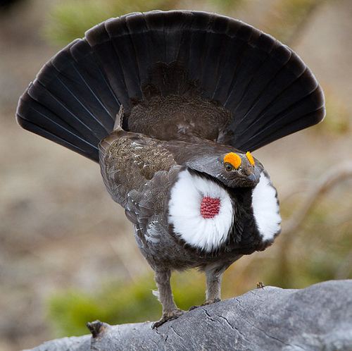 สีสันสัตว์โลก (นก)