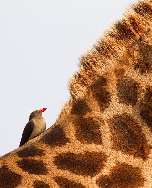 สีสันสัตว์โลก (นก)