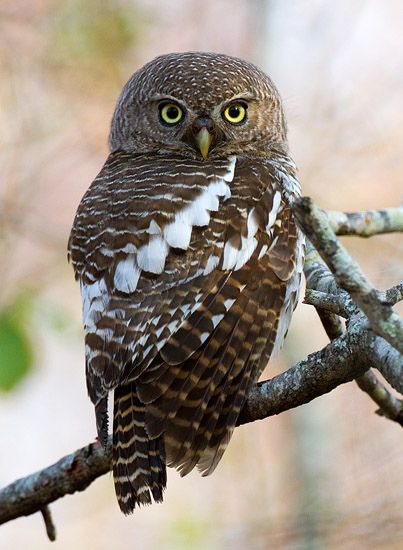 สีสันสัตว์โลก (นก)