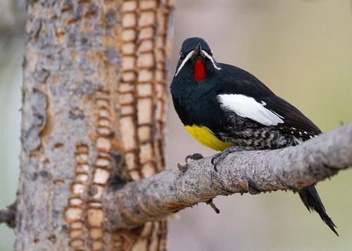 สีสันสัตว์โลก (นก)