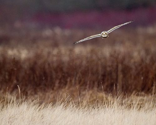 สีสันสัตว์โลก (นก)