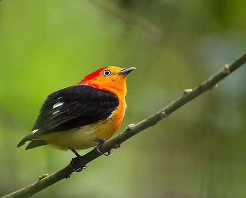 สีสันสัตว์โลก (นก)