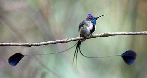 สีสันสัตว์โลก (นก)