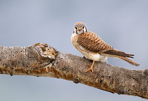 สีสันสัตว์โลก (นก)