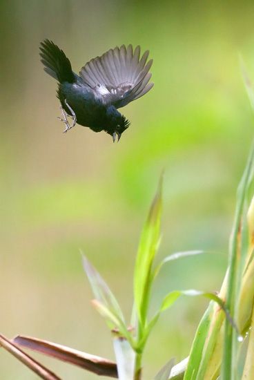 สีสันสัตว์โลก (นก)