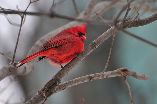 สีสันสัตว์โลก (นก)