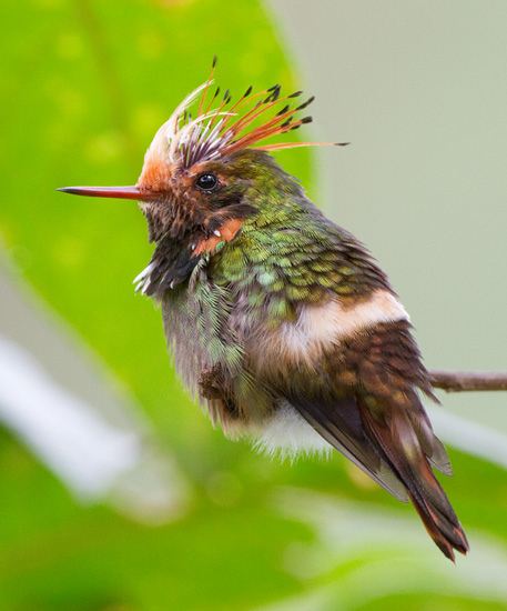 สีสันสัตว์โลก (นก)