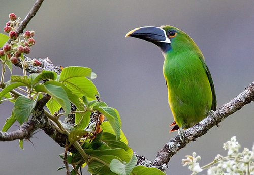 สีสันสัตว์โลก (นก)