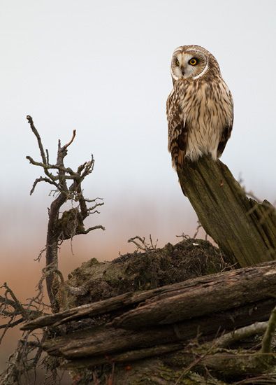 สีสันสัตว์โลก (นก)