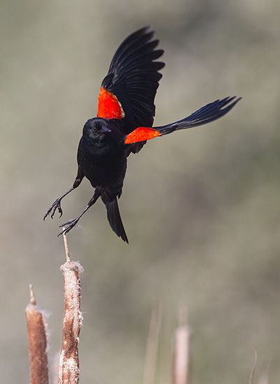 สีสันสัตว์โลก (นก)