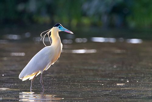 สีสันสัตว์โลก (นก)