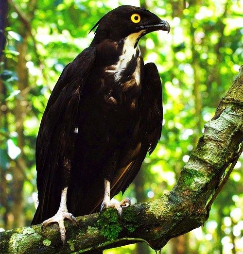 สีสันสัตว์โลก (นก)