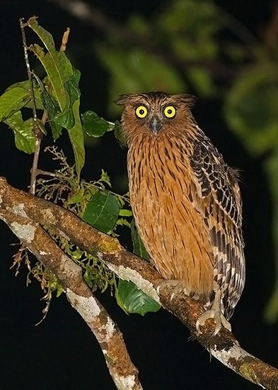 สีสันสัตว์โลก (นก)