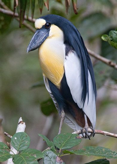 สีสันสัตว์โลก (นก)