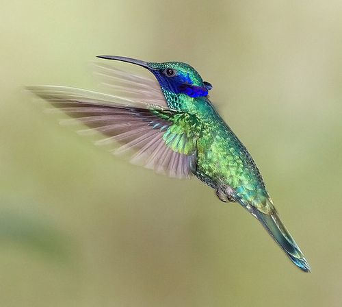 สีสันสัตว์โลก (นก)