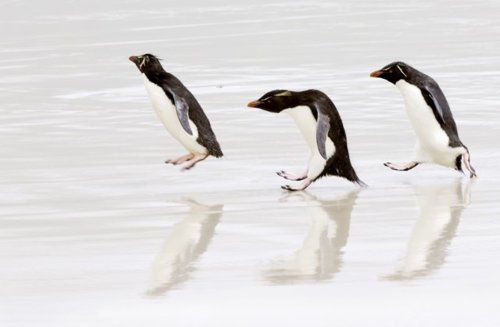 แพนกวิน