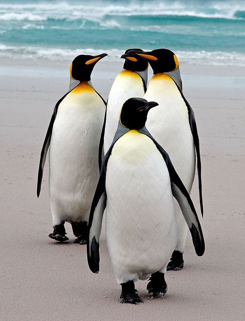 แพนกวิน