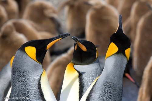 แพนกวิน