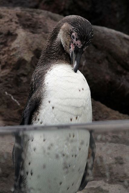 แพนกวิน