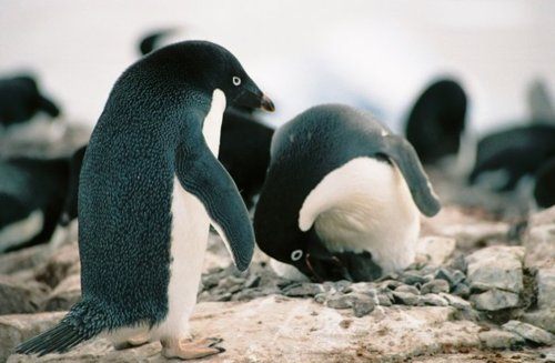 แพนกวิน